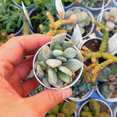 ADROMISCHUS ALSTONII, image , 2 image