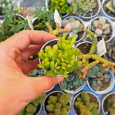 ADROMISCHUS CRISTATUS HYBRID, image _ab__is.image_number.default