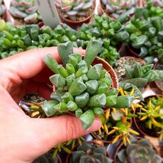 ADROMISCHUS CRISTATUS HYBRID, image 