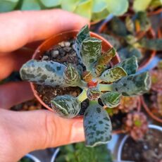 ADROMISCHUS FESTIVUS, image _ab__is.image_number.default