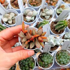 ADROMISCHUS MARIANAE VAR. ANTIDORCATUM, image 