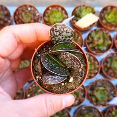 ADROMISCHUS RUPICOLA, image 