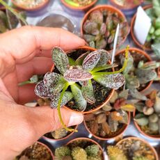 ADROMISCHUS TRIGYNUS, image 