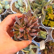 ADROMISCHUS TRIGYNUS CALICO HEARTS, image 