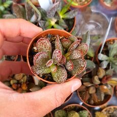 ADROMISCHUS TRIGYNUS CALICO HEARTS, image 