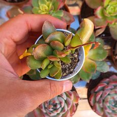 ADROMISCHUS UMBRATICOLA SSP. UMBRATICOLA, image , 2 image