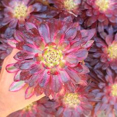 AEONIUM MARDI GRAS, image _ab__is.image_number.default