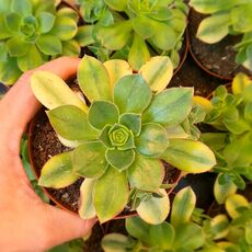 AEONIUM CASTELLO-PAIVAE VARIEGATA HYBRID, image 