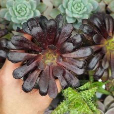 AEONIUM ARBOREUM VAR. ATROPURPUREUM CV. SCHWARZKOPF, image 