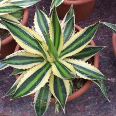 AGAVE UNIVITTATA VAR. LOPHANTHA F. QUADRICOLOR, image , 2 image