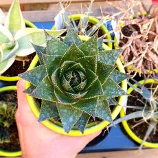 ALOE ARISTATA COSMO, image 