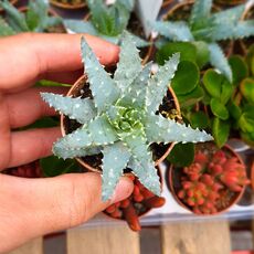 ALOE HUMILIS, image , 6 image