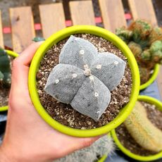 ASTROPHYTUM MYRIOSTIGMA VAR. QUADRICOSTATUM, image 