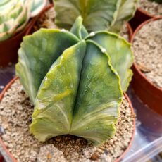 ASTROPHYTUM MYRIOSTIGMA VARIEGATA, image 