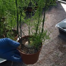 BOWIEA VOLUBILIS, image _ab__is.image_number.default
