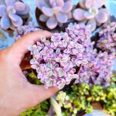 CALLISIA REPENS PINK LADY, image 