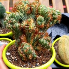 CEREUS PERUVIANUS MONSTRUOSUS F. VARIEGATUS, image 