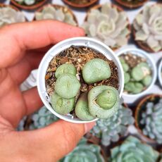 CONOPHYTUM CALCULUS, image 