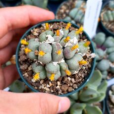 CONOPHYTUM VELUTINUM, image _ab__is.image_number.default