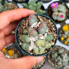 CONOPHYTUM VELUTINUM, image , 3 image