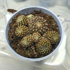 COPIAPOA LAUI, image , 2 image