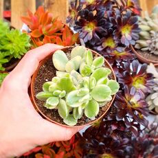 COTYLEDON LADISMITHIENSIS VARIEGATA, image 