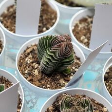 CRASSULA BUDDHA'S TEMPLE, image , 3 image