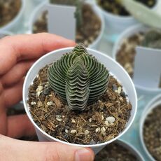 CRASSULA BUDDHA'S TEMPLE, image , 4 image