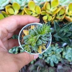 CRASSULA FROSTY, image 