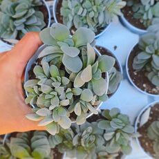 CRASSULA MORGAN'S BEAUTY, image 