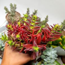 CRASSULA CAPITELLA SUBS. THYRSIFLORA, image 