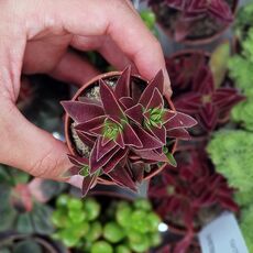 CRASSULA CAPITELLA SUBS. THYRSIFLORA, image 