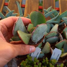 CRASSULA ARBORESCENS, image 