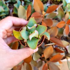 CRASSULA ARBORESCENS UNDULATIFOLIA, image 