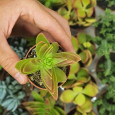 CRASSULA CAPITELLA, image 