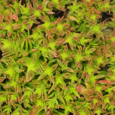 CRASSULA CAPITELLA, image _ab__is.image_number.default