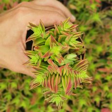 CRASSULA CAPITELLA, image , 2 image