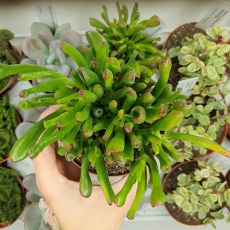 CRASSULA GOLLUM, image 