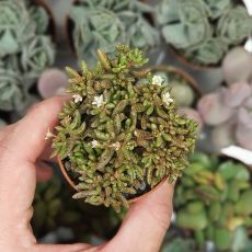 CRASSULA HUMBERTII, image 