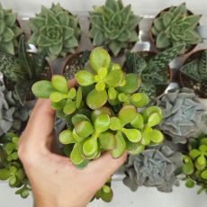 CRASSULA OVATA, image 