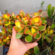 CRASSULA PORTULACEA TRICOLOR, image 