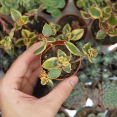 CRASSULA SARMENTOSA VARIEGATA, image _ab__is.image_number.default