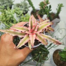 CRYPTANTHUS PINK STAR, image 