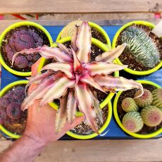 CRYPTANTHUS PINK STAR, image 