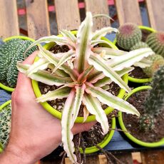 CRYPTANTHUS PINK STAR, image , 2 image