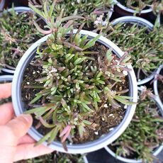 DELOSPERMA COOPERI DWARF, image 