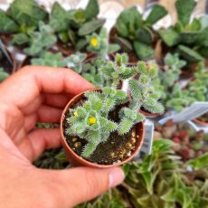 DELOSPERMA ECHINATUM, image _ab__is.image_number.default