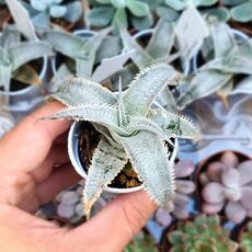 DYCKIA MARNIER LAPOSTOLLEI, image 