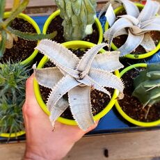 DYCKIA MARNIER LAPOSTOLLEI, image 