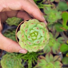 ECHEVERIA DERENBERGII, image 